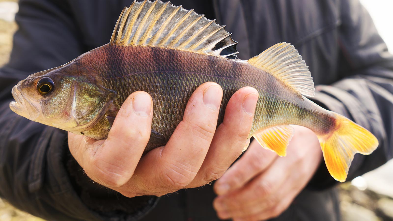 Restos de contaminantes